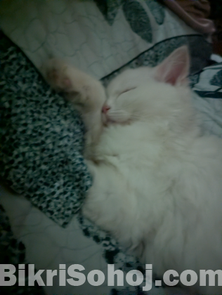 Persian doll face female cat